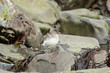 Correlimos oscuro (Calidris maritima)