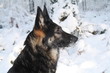 Schäferhund im Schnee