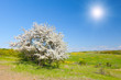 Apple tree with flowers under blue sky
