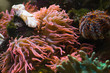 Photo: Sea anemone, predatory animal Sea anemone, predatory animal