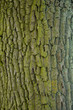 baumrinde