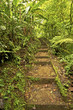 This a trail through an original central american rain forest