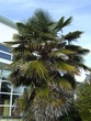 Palmier en Charente Maritime