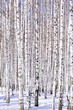 Winter birch forest - winter serenity. Ideally suits for calenda