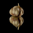 Gousse d'ail