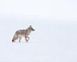 Coyote during winter