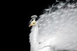 White peacock