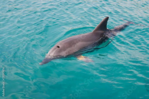 Photo: Dolphin Dolphin