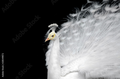 Photo: White peacock White peacock
