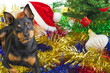 Un Cane per Natale