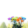 Multicolored Daisy Flowers