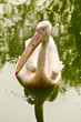 Pelican