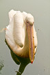 Pelican