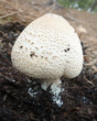 Parasol inmaduro