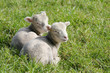Twin lambs lying in the sun