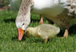 Goose with her gosling