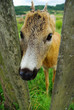 Young deer, fawn in captivity