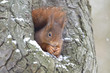 Red Squirrel (Sciurus vulgaris)