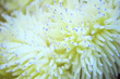 Anemone