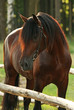 Beautiful bay horse in forest
