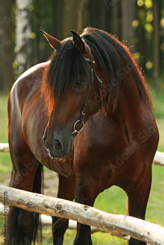 Photo: Beautiful bay horse in forest Beautiful bay horse in forest