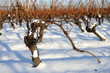 Vineyard at snow