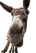 Close-up shot of a Donkey