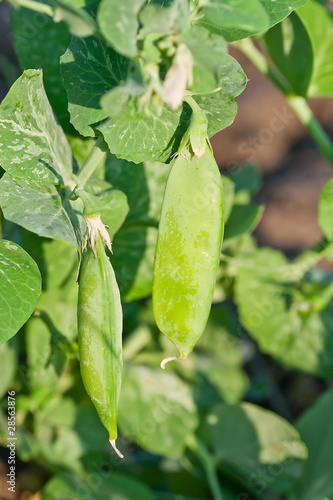 Photo: green peas green peas