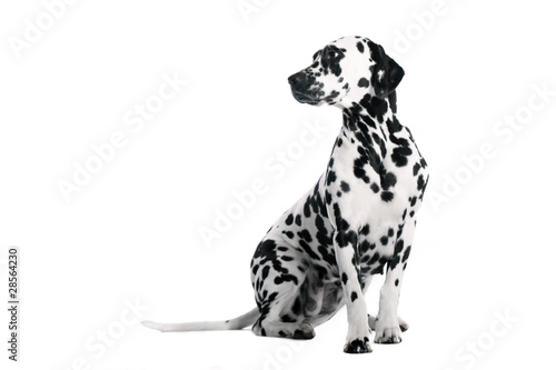 Foto: Hund Dalmatiner sitzend Hund Dalmatiner sitzend
