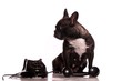 Französische Bulldogge Hund mit Telefon