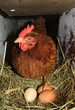 chiken and eggs