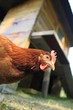poulet