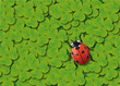 Treffle_Coccinelle