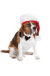 Christmas dog