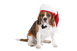 Cute beagle in christmas spirit
