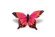 decorative butterfly on a white background