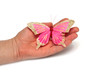 butterfly on hand
