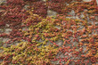 Stone retaining wall covered with ivy leaves in autumn