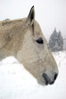 Portrait of horse