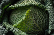 Wirsing - cabbage