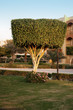 green tree in garden