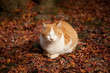 京都の猫