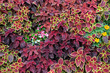 Photo: Design of Flowers Design of Flowers