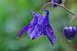 Blaue Akelei im Regen