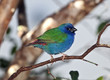 Forbes Parrot Finch