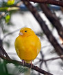 Yellow Canary
