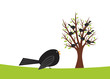 Black birds
