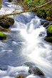 río en el bosque