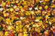 Many dry colorful autumnal leaves covering the ground