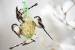 flock of Long-tailed Tits at the fat ball